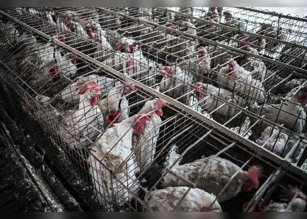 The American farm goes industrial